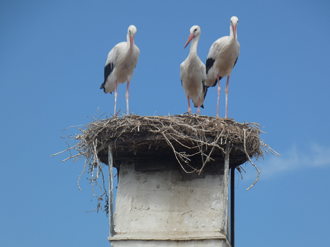 Storch